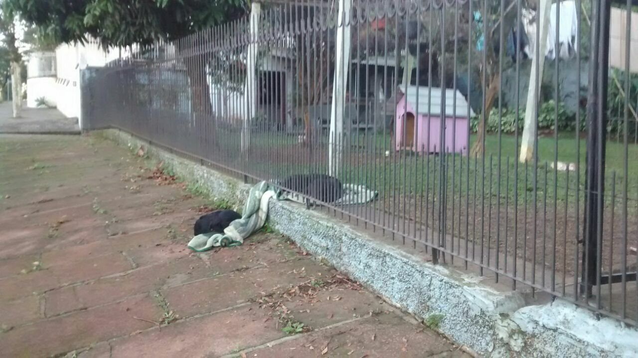 Dog drags her blanket to share with a homeless dog