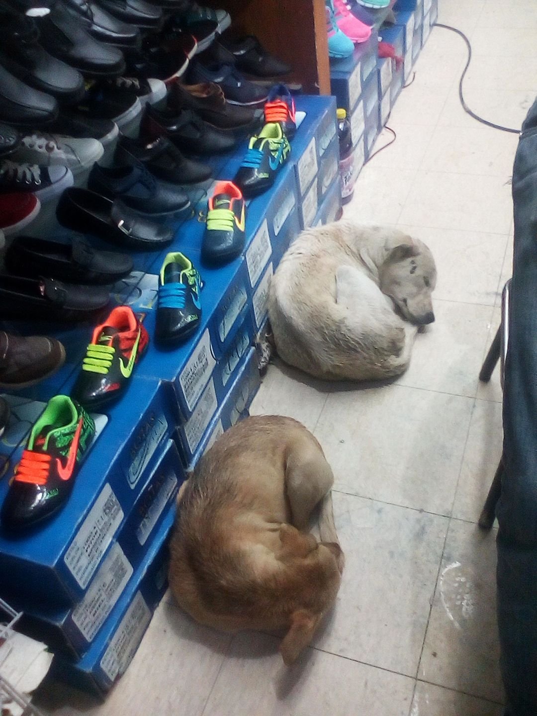 Two puppies take refuge in a merchants street business in the supply center