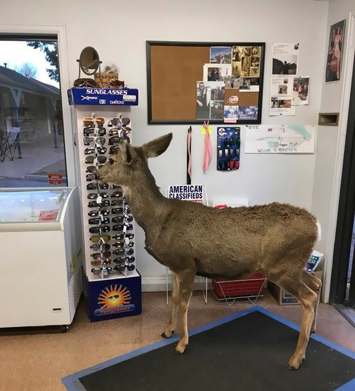 Deer observes products in the store