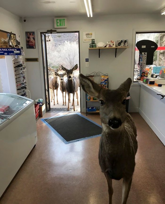 Deer takes family to gift shop