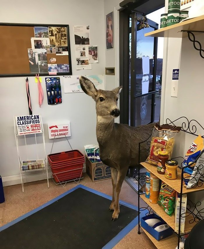 Deer visit store