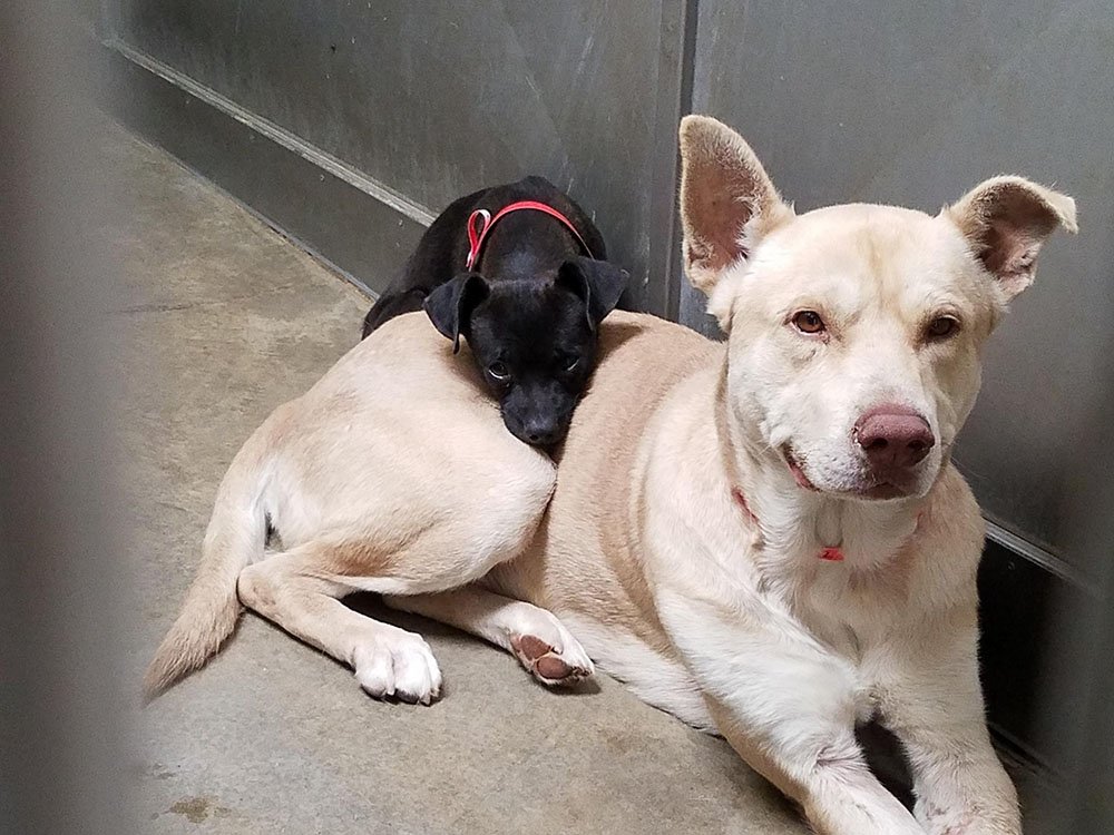 little dog abandoned will not leave his friend