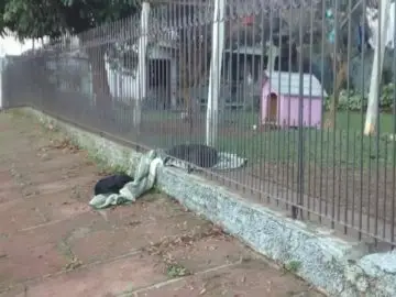 Dog drags her blanket to share with a homeless dog