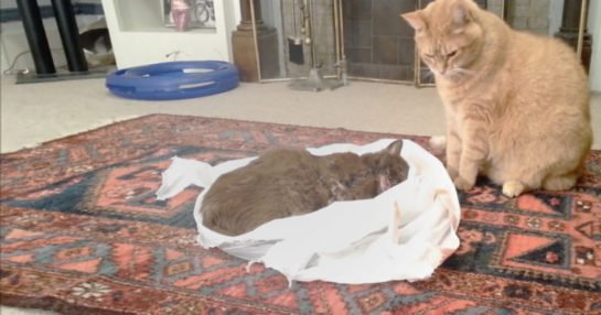 Cat tries to revive his friend who died of cancer