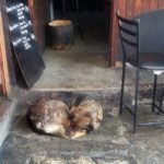 Restaurant owner defends a stray dog, with tooth and nail