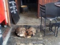 Restaurant owner defends a stray dog, with tooth and nail