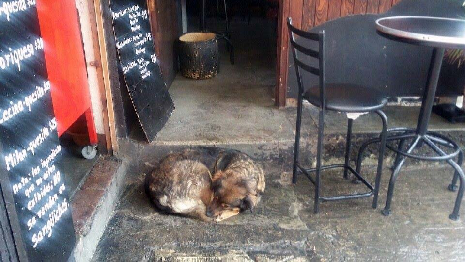 Restaurant owner defends a stray dog, with tooth and nail