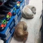 Shoe store allows stray dogs to sleep inside in the rain