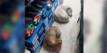 Shoe store allows stray dogs to sleep inside in the rain