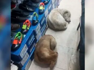 Shoe store allows stray dogs to sleep inside in the rain