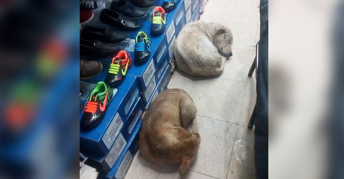 Shoe store allows stray dogs to sleep inside in the rain