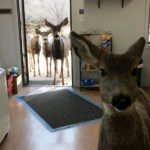 Family of deer in a gift shop