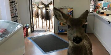 Family of deer in a gift shop