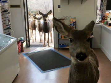 Family of deer in a gift shop