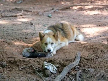 This chained dog gave birth and dug a hole to keep her puppies safe