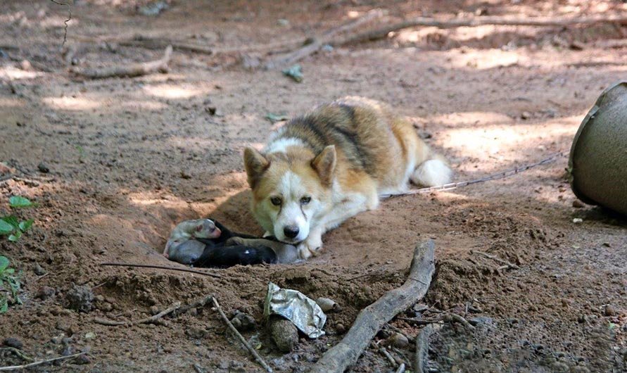 This chained dog gave birth and dug a hole to keep her puppies safe