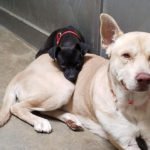 little dog abandoned in a shelter will not leave the side of his friend