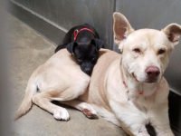 little dog abandoned in a shelter will not leave the side of his friend