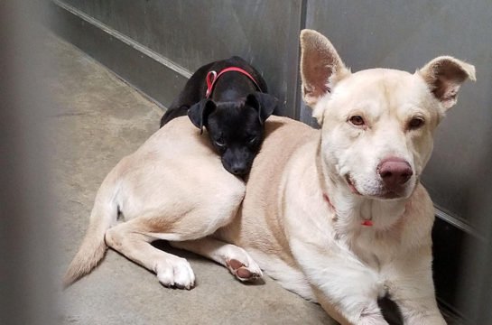 little dog abandoned in a shelter will not leave the side of his friend