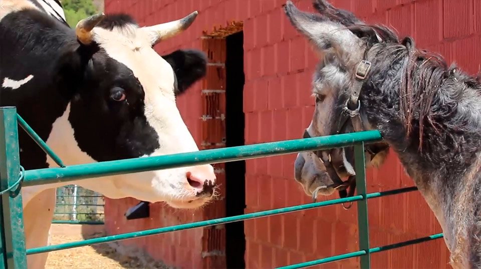 Pippin and cows