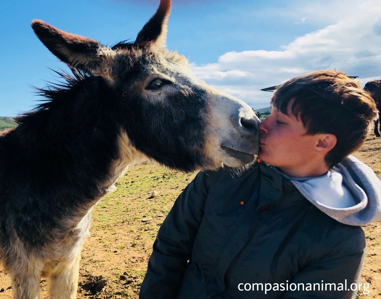 Donkey giving kisses