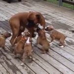 Hungry puppies follow dad for food