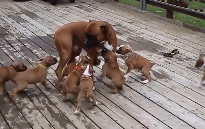 Hungry puppies follow dad for food