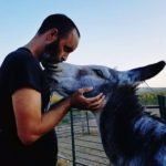 Loving donkey receives kisses from his caretaker