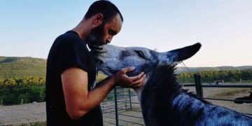 Loving donkey receives kisses from his caretaker